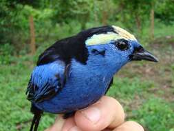 Image of Opal-crowned Tanager