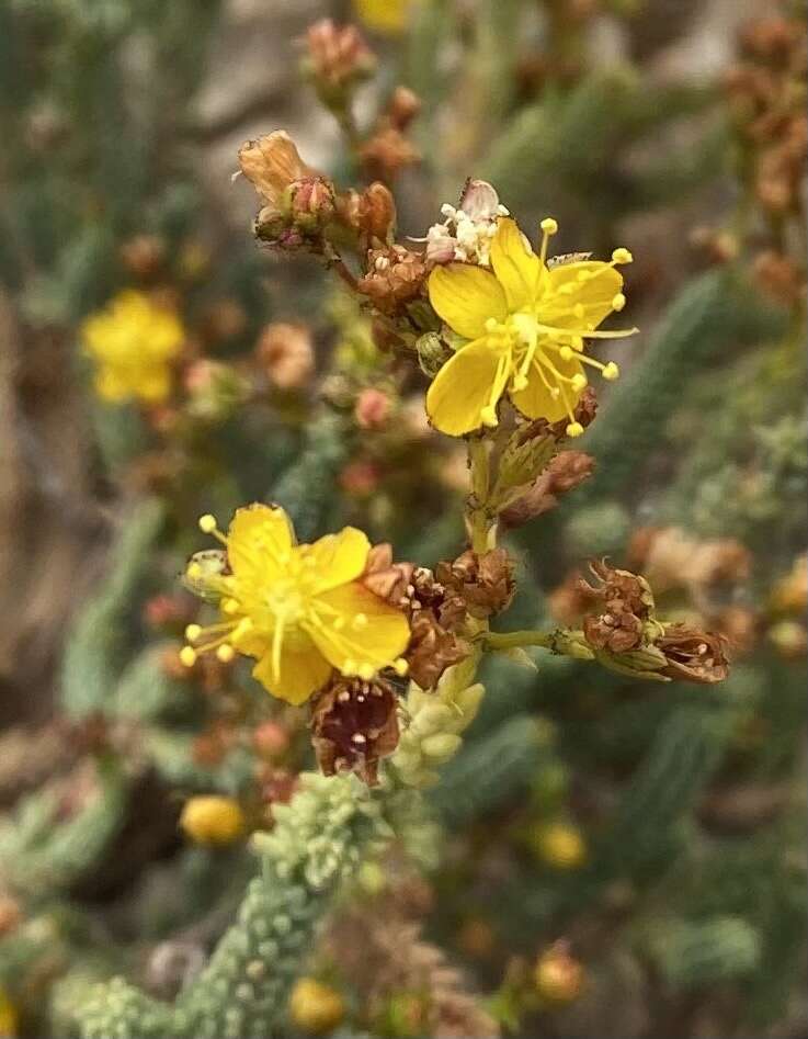 Image of Hypericum ericoides L.