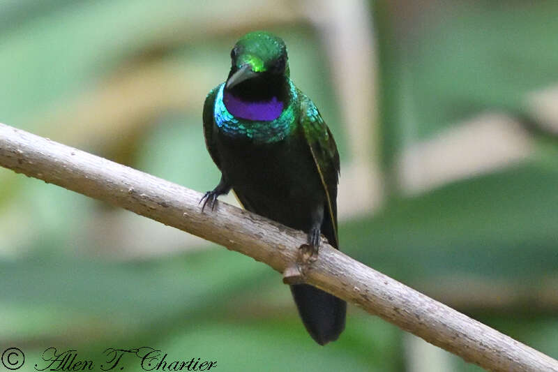 Image of Black-throated Brilliant