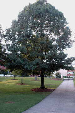 Image of Schneck's oak