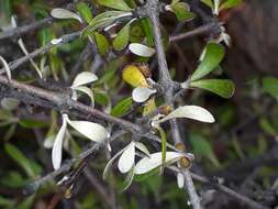 Image of Olearia odorata Petrie