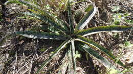 Image of Runyon's huaco