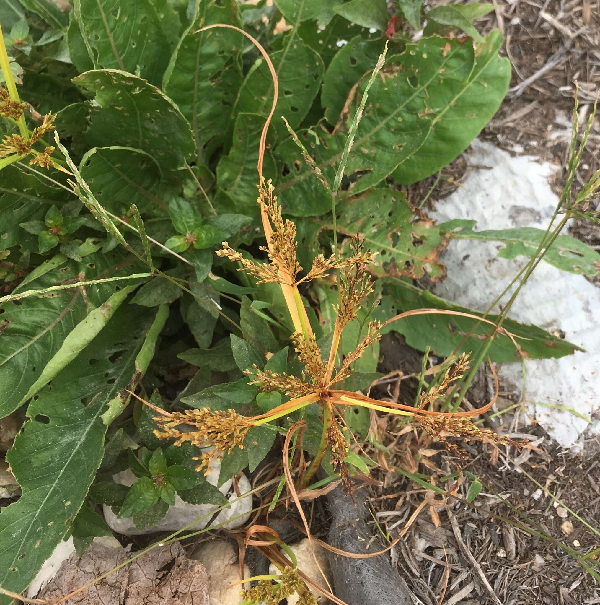 Image de Cyperus iria L.