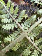 Imagem de Dryopteris unidentata (Hook. & Arn.) C. Chr.