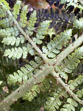 Image of One-Tooth Wood Fern