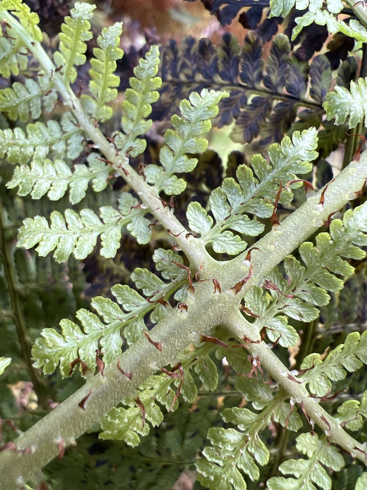 Plancia ëd Dryopteris unidentata (Hook. & Arn.) C. Chr.