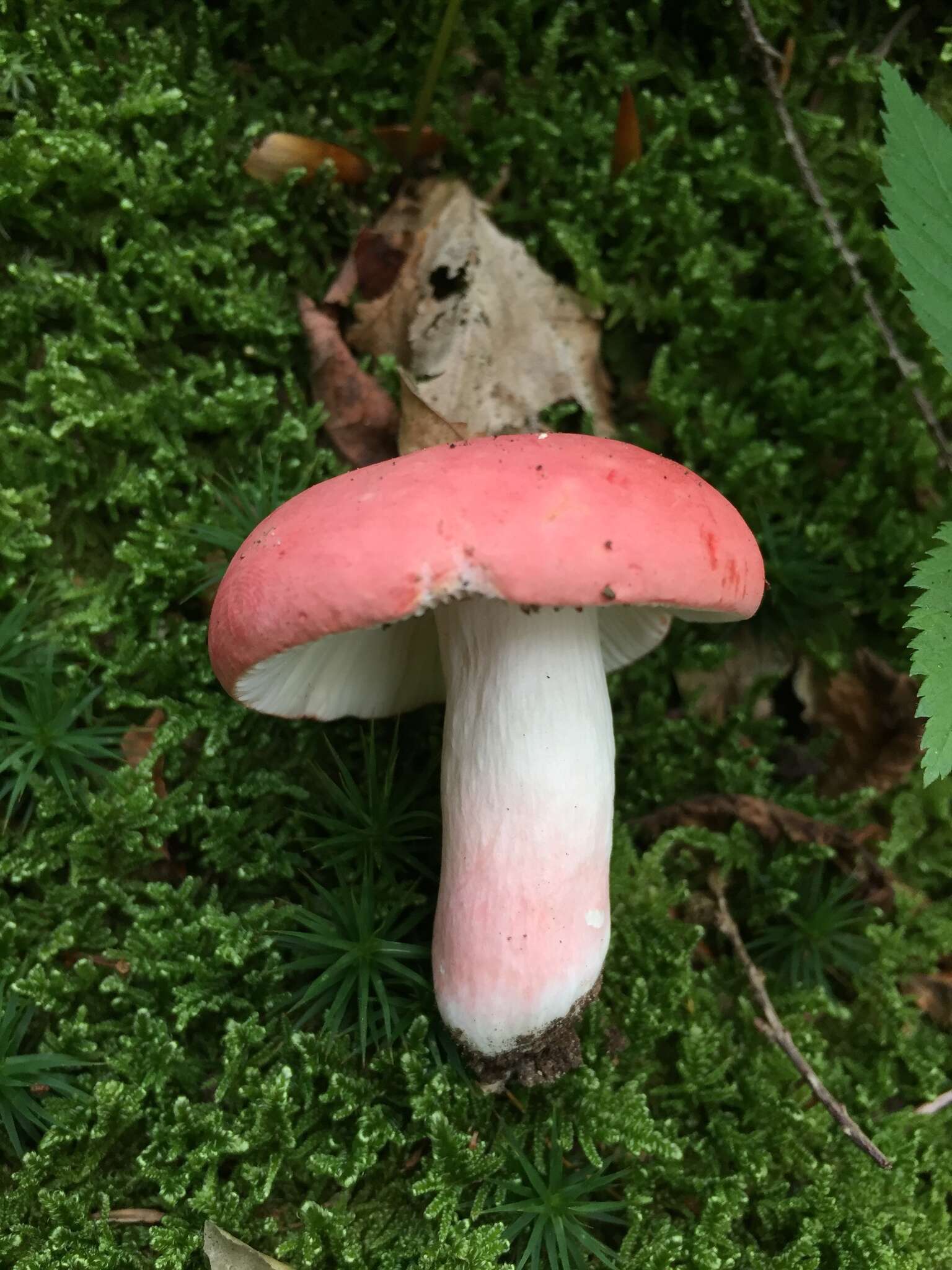 Image of Russula peckii Singer 1943