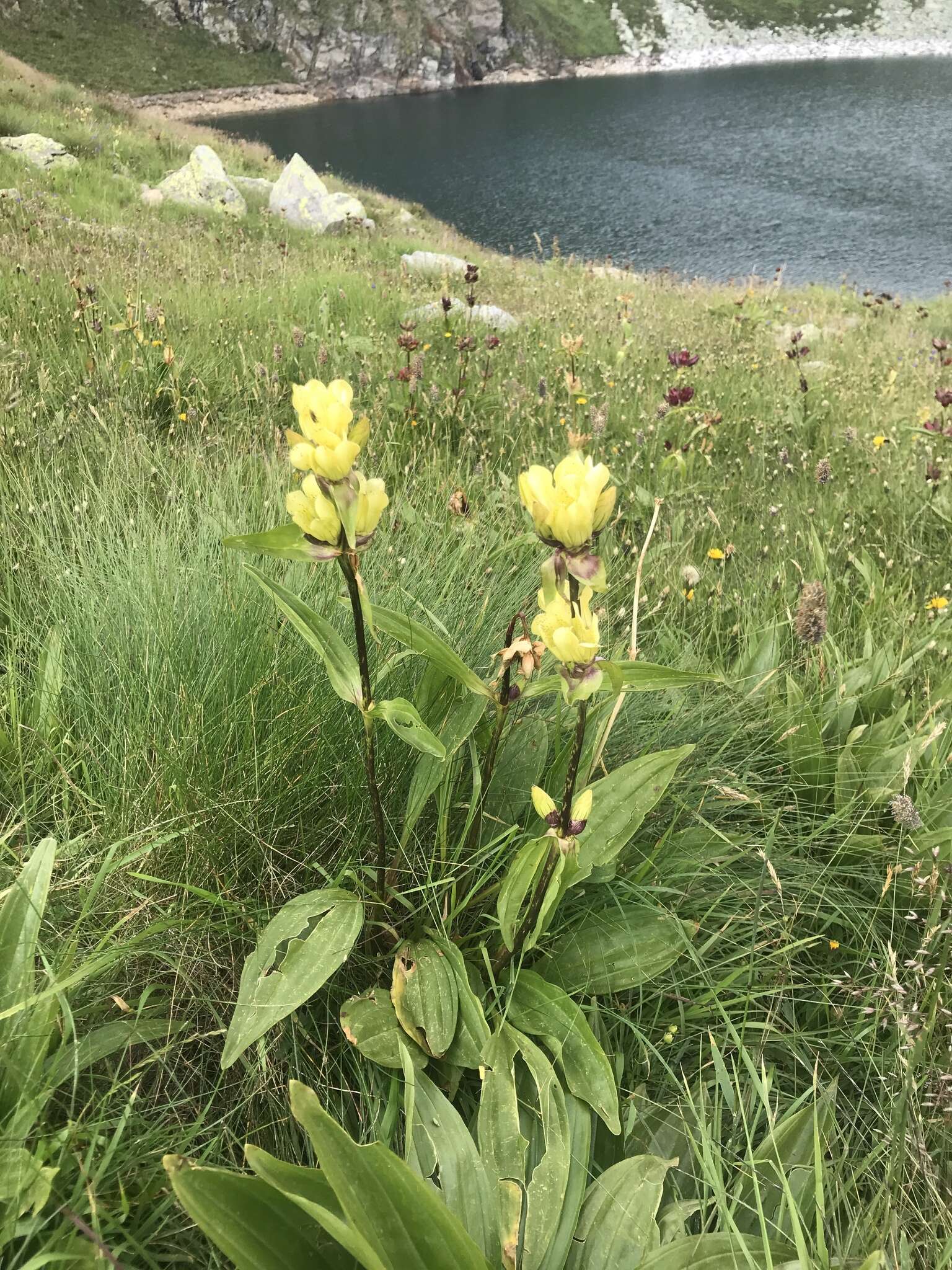 Image of Spotted Gentian