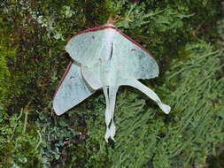 Image of Actias neidhoeferi Ong & Yu 1968