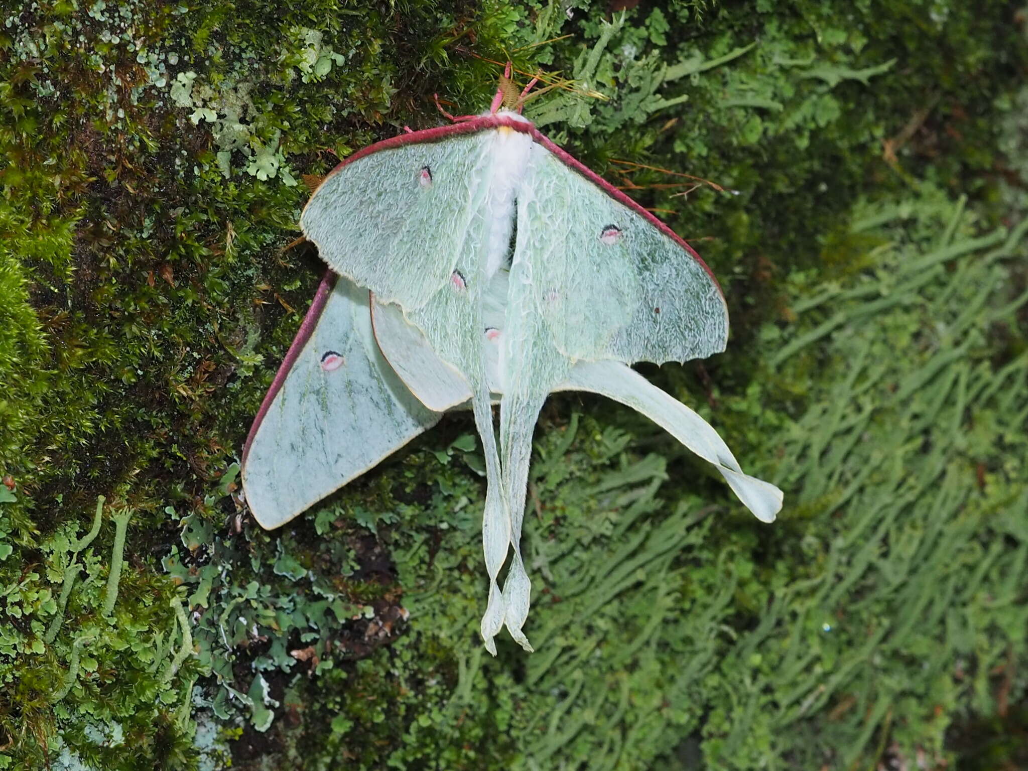 Image of Actias neidhoeferi Ong & Yu 1968