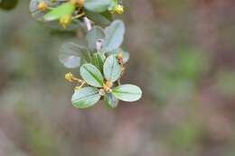 Image of island ceanothus