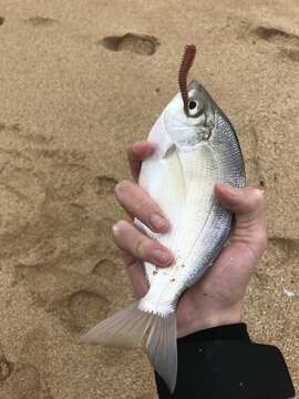 Image of Silver surfperch