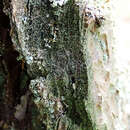 Image of dot lichen