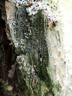 Image of dot lichen