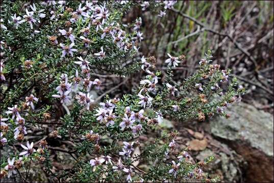 Olearia iodochroa (F. Müll.) F. Müll. resmi