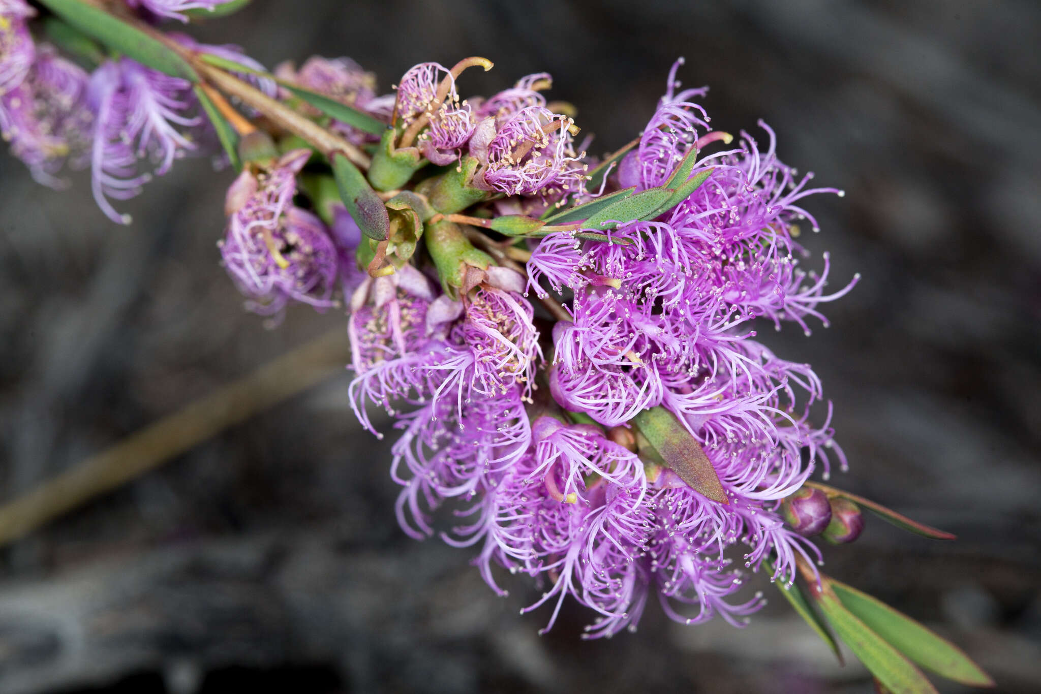 Image of thymeleaf melaleuca