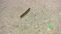 Image of Millipede