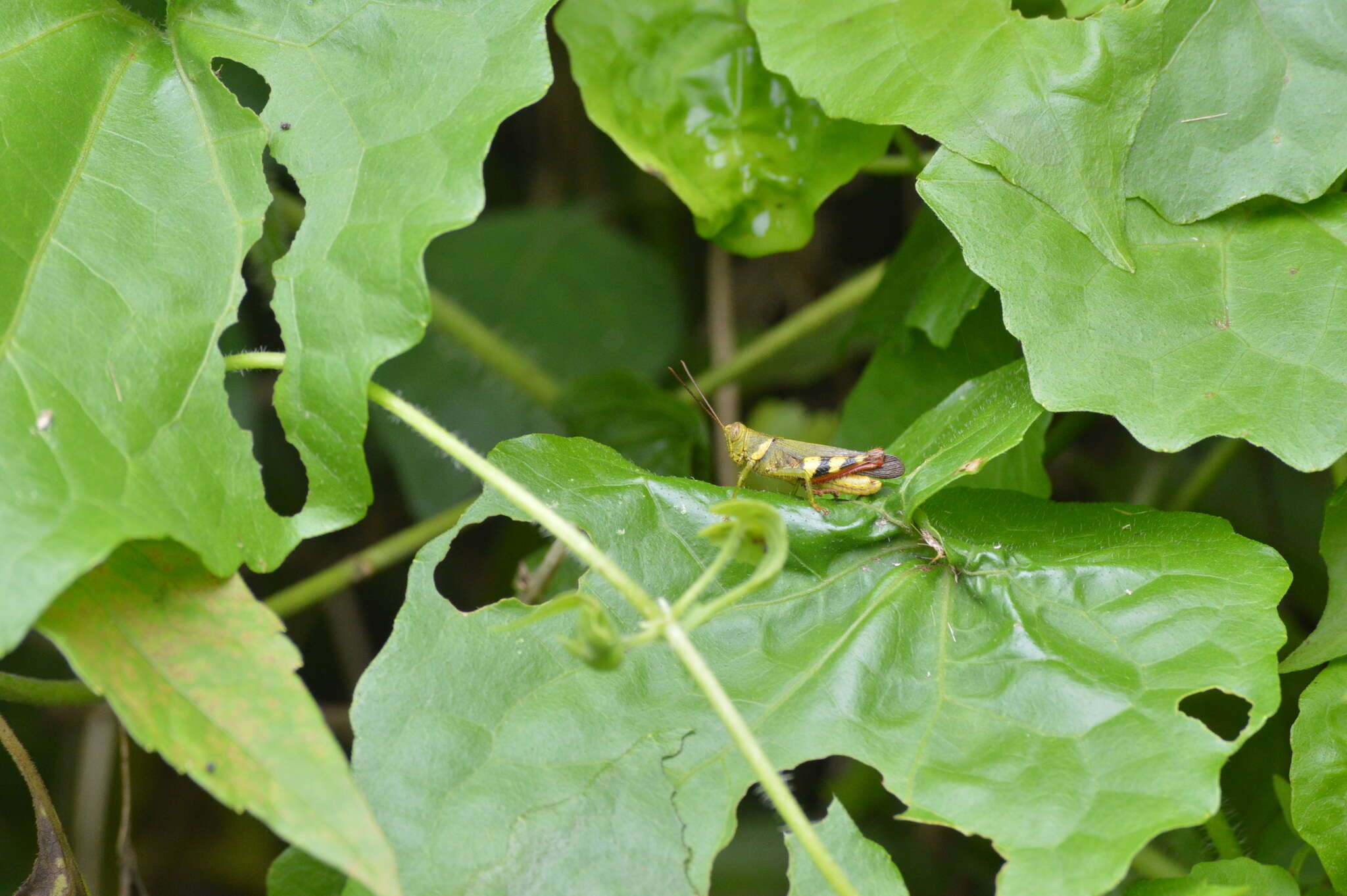 Apalacris varicornis Walker & F. 1870的圖片