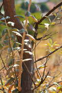 Image of Brachylaena discolor var. rotundata (S. Moore) H. J. Beentje