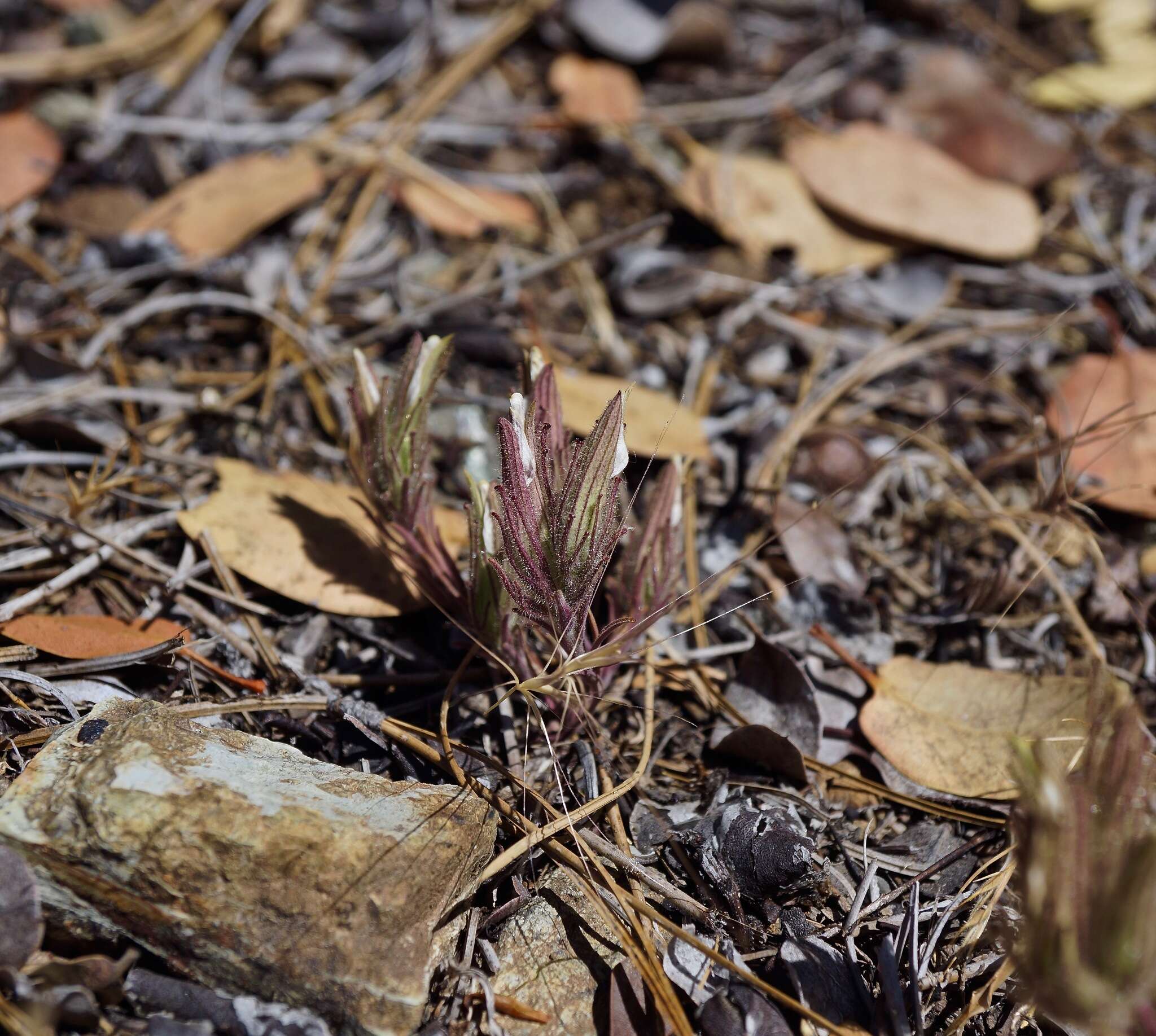 Image of Mt. Diablo bird's-beak