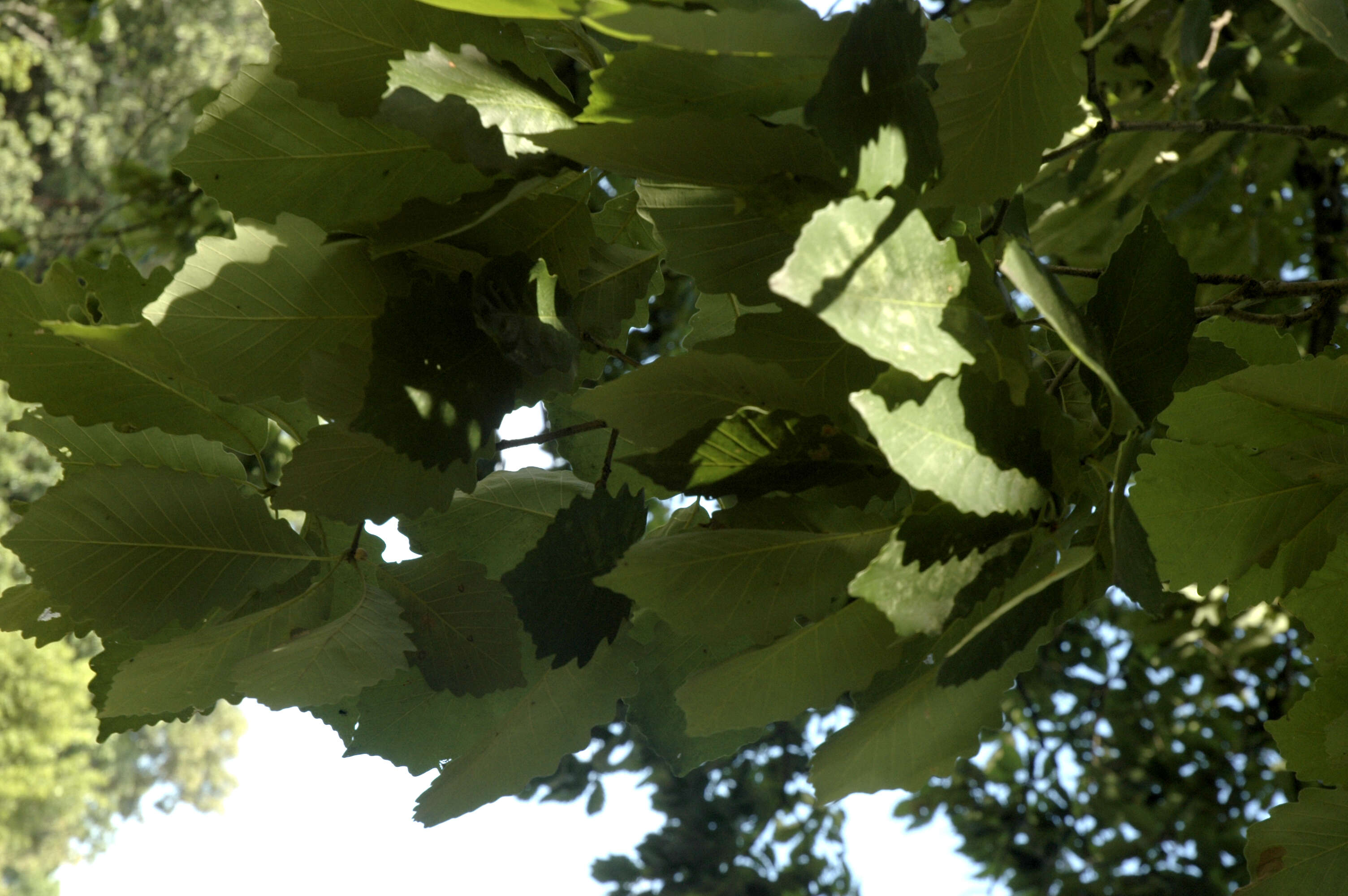 Image of Chestnut Oak