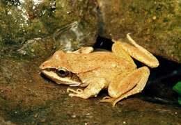 Image of Pyrenean Frog