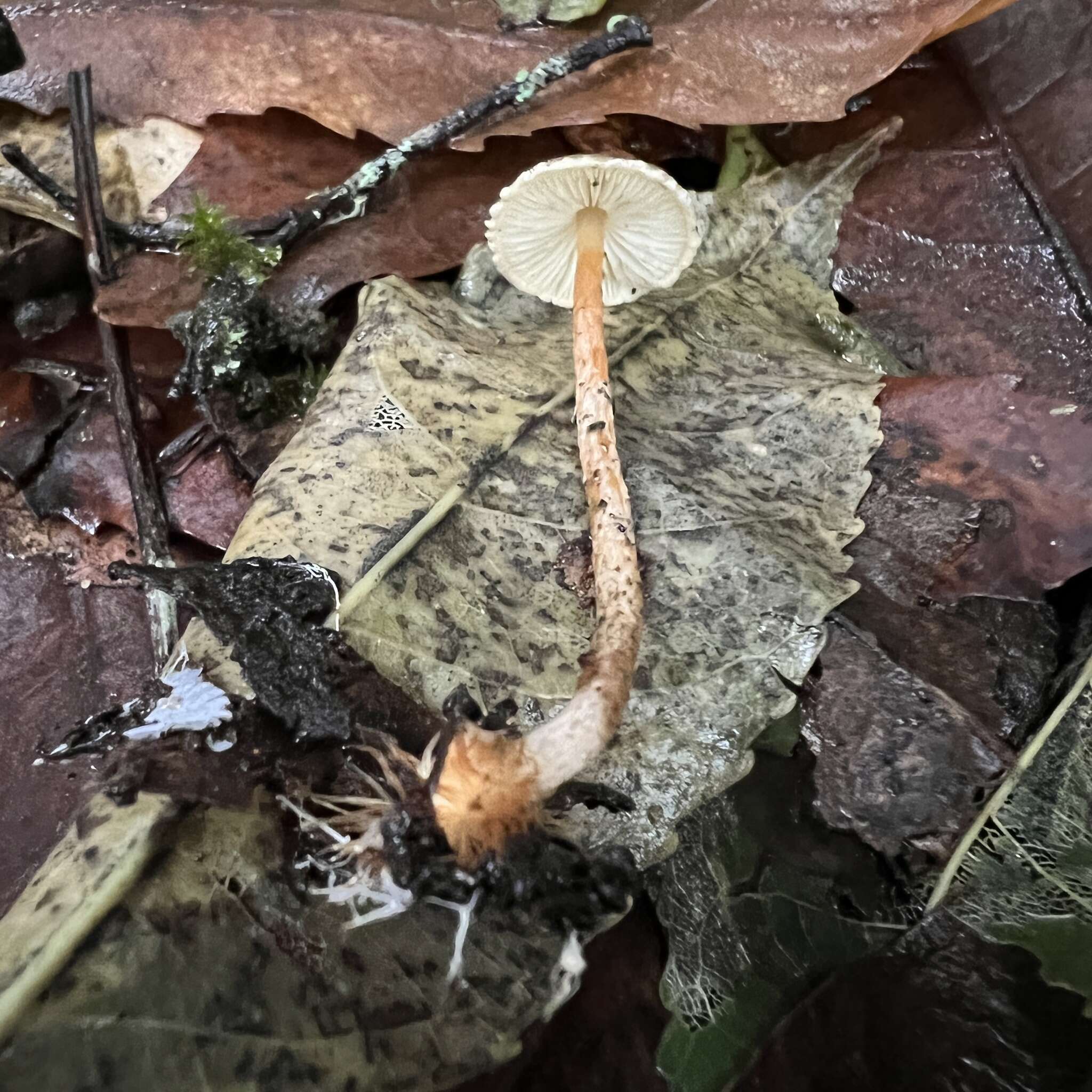 Image de Lepiota calcarata (E. Horak) E. Horak 1980