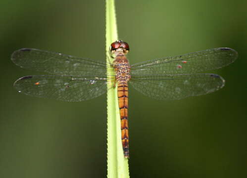 Imagem de Orchithemis Brauer 1878