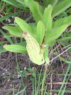 صورة Asclepias viridis Walt.