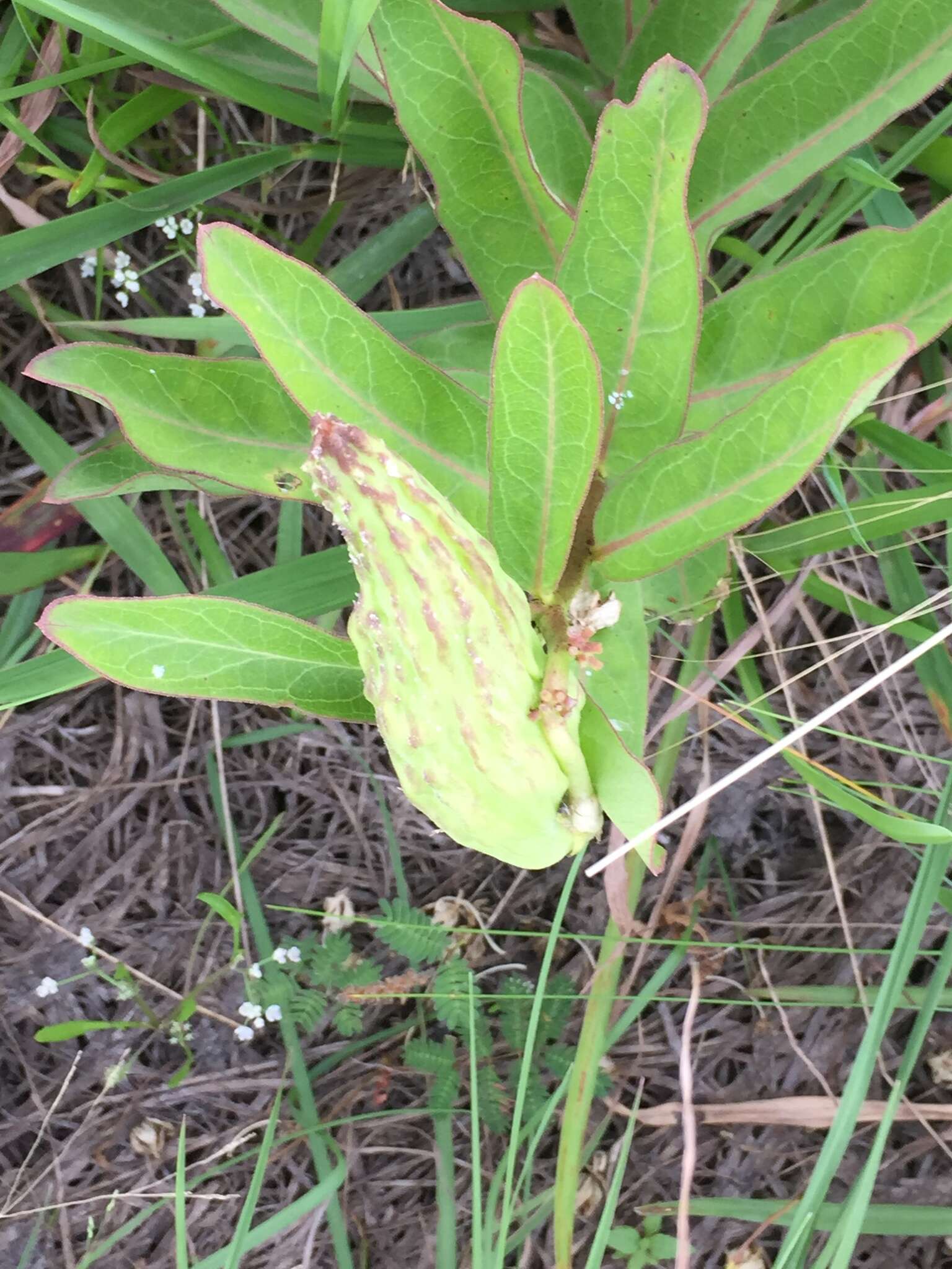 صورة Asclepias viridis Walt.