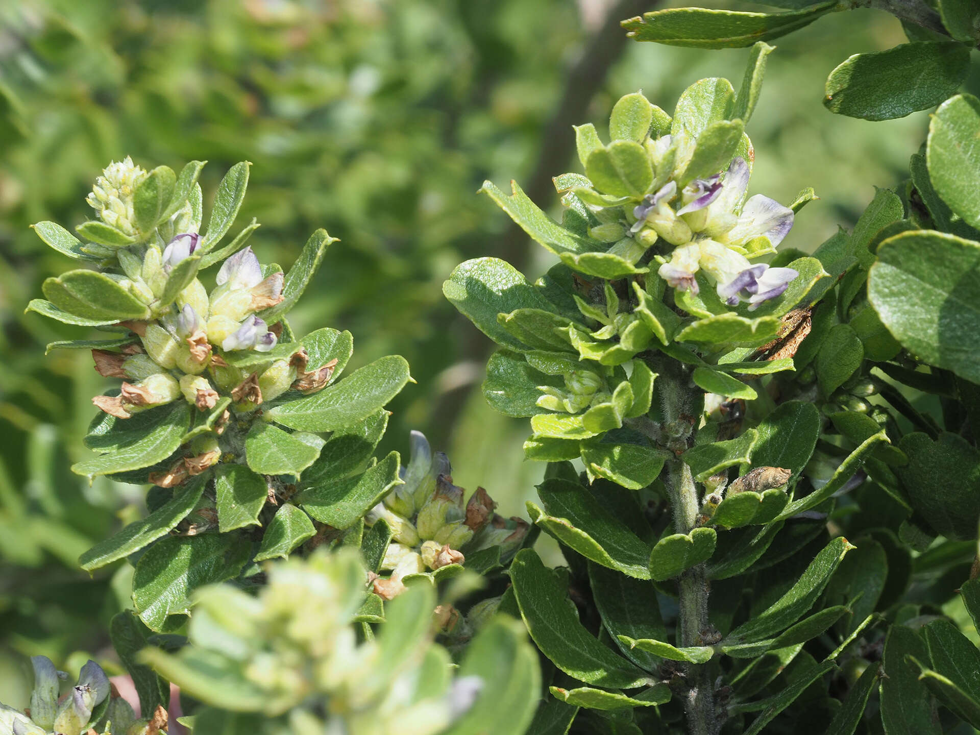 Image of Otholobium polystictum (Harv.) C. H. Stirt.