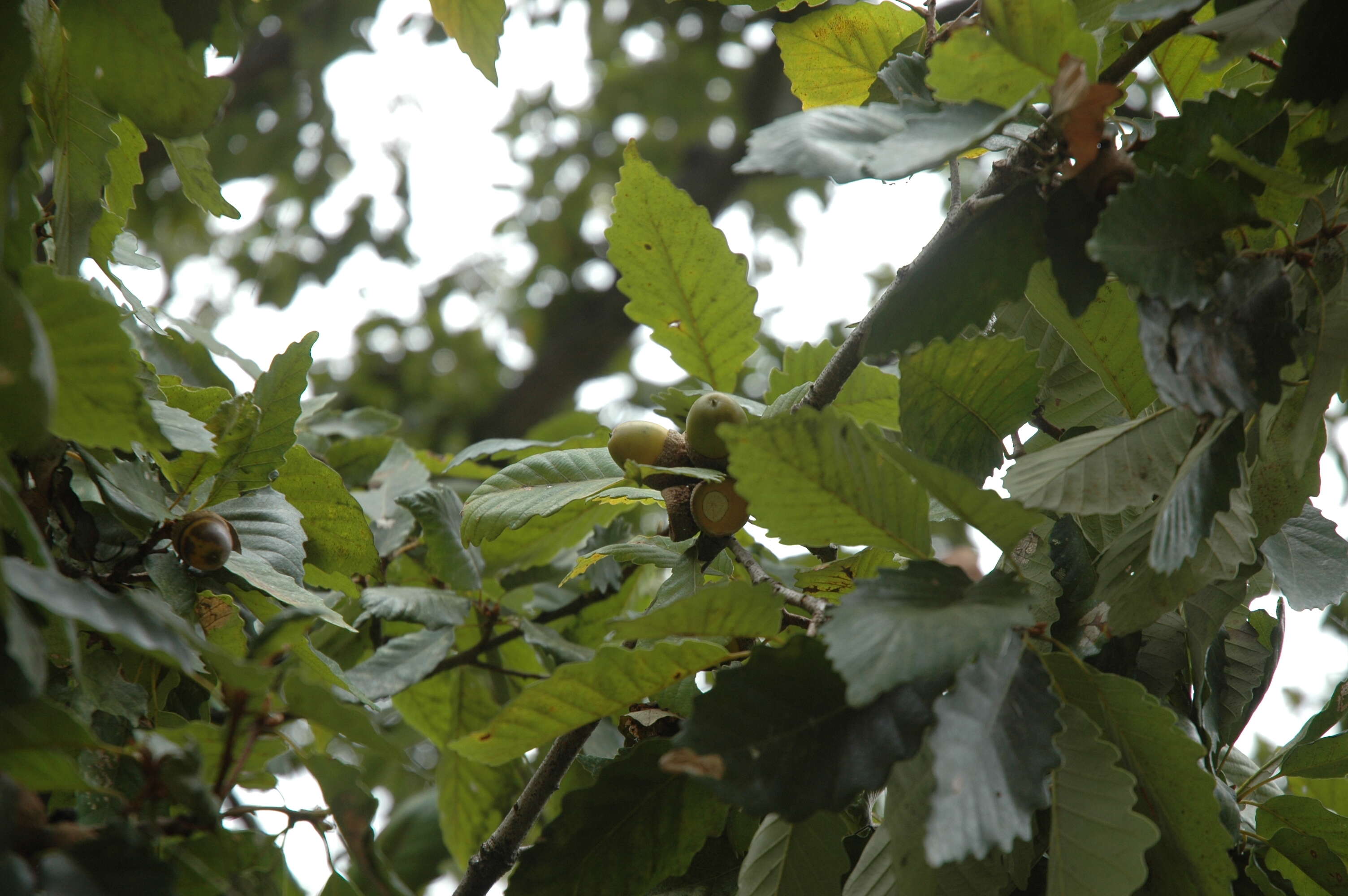 Image of Chestnut Oak