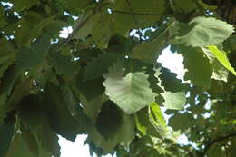 Image of Chestnut Oak