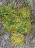 Image of Arctopus echinatus L.