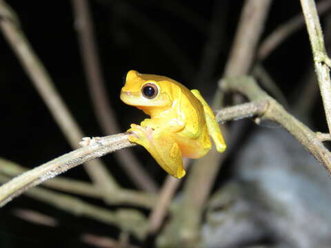 Image of Dendropsophus arndti Caminer, Milá, Jansen, Fouquet, Venegas, Chávez, Lougheed & Ron 2017