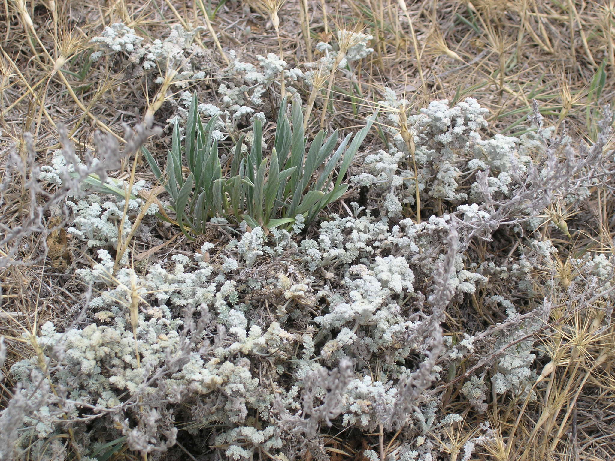 Image of Seriphidium fragrans (Willd.) Poljakov