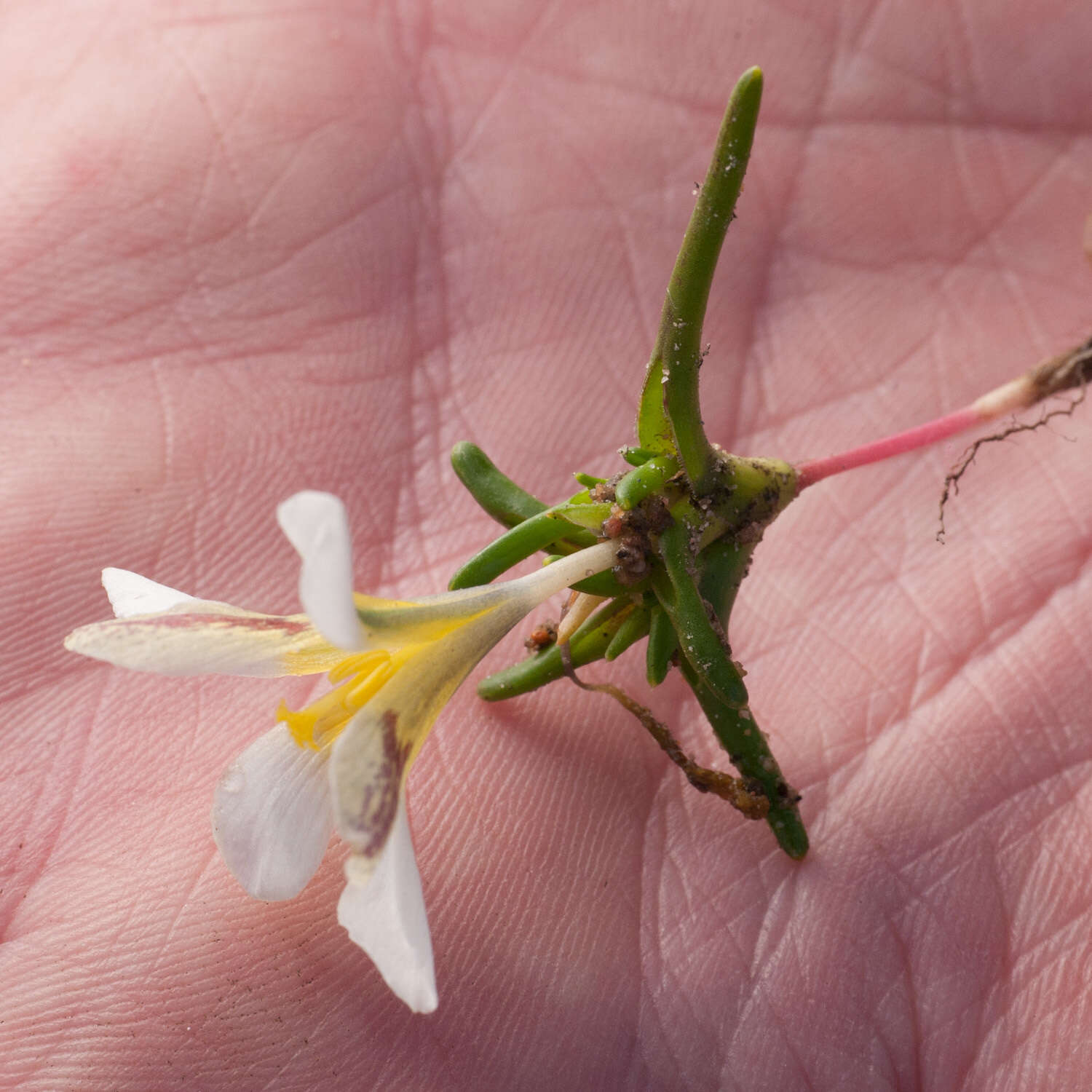 Image of Moraea angulata Goldblatt