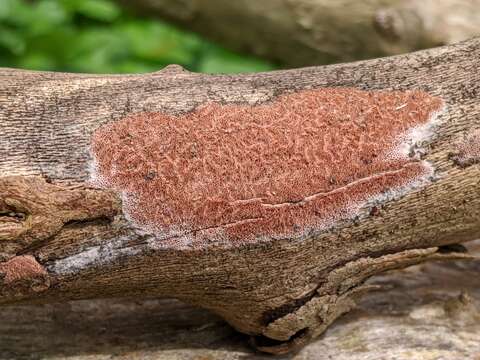 Image of Ceriporia purpurea (Fr.) Donk 1971