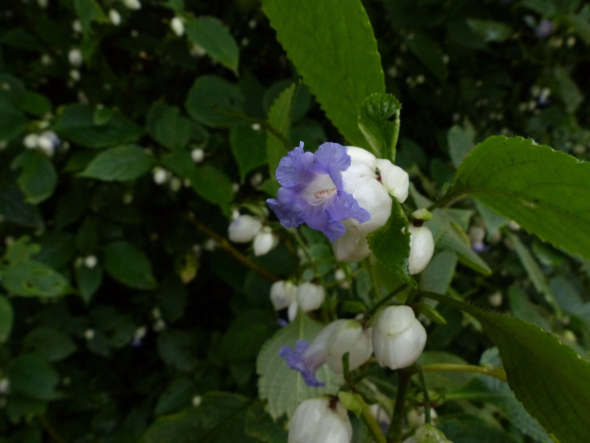 Strobilanthes heyneanus Nees resmi