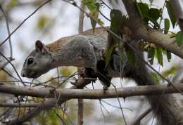 Image of Collie's Squirrel