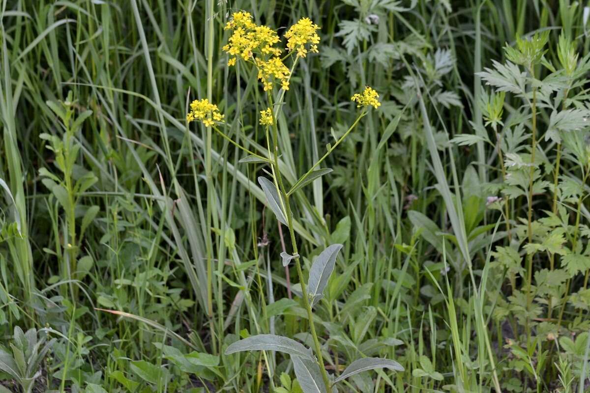 Image of Turkish wartycabbage