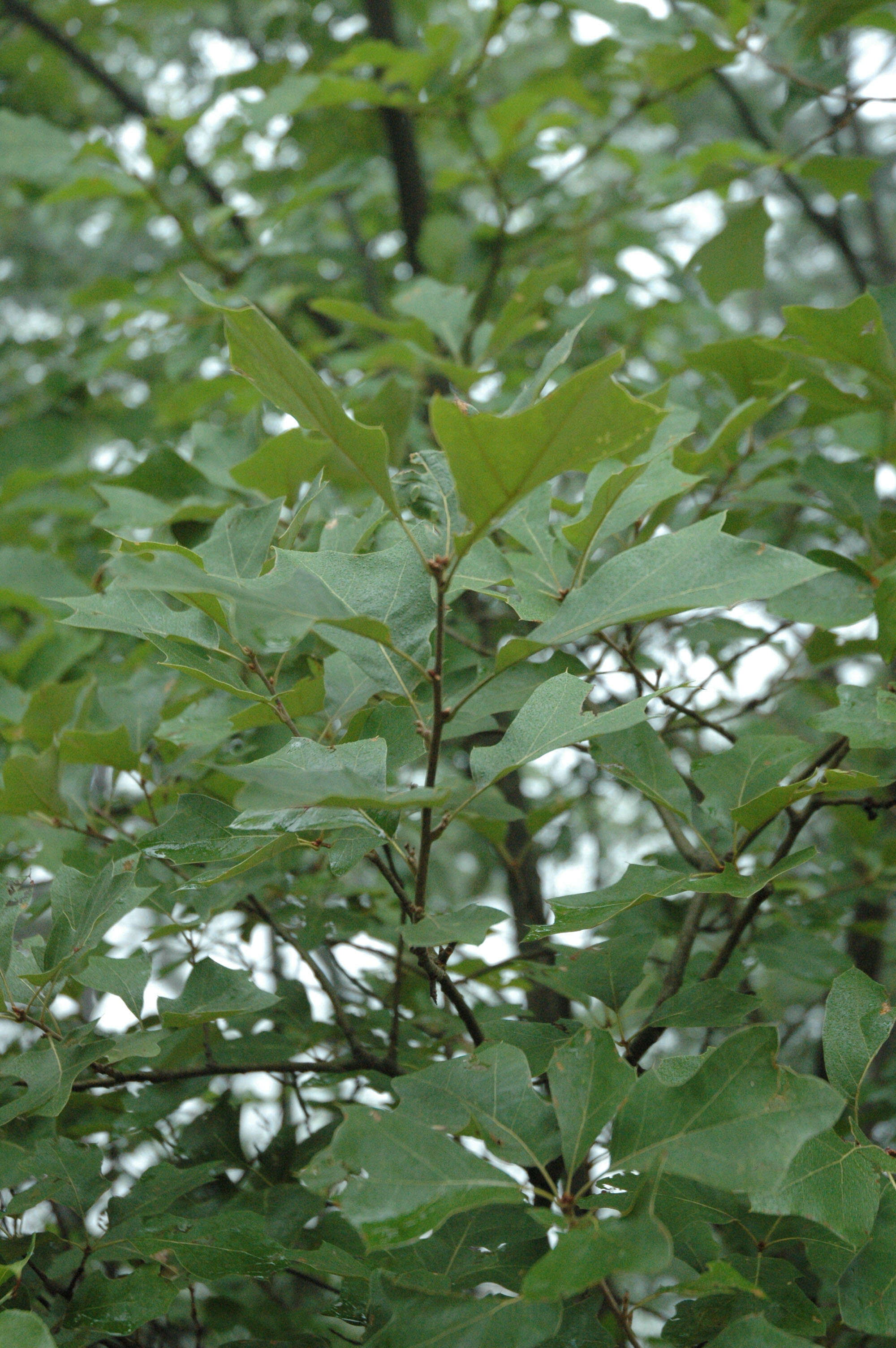 Image of Bear Oak