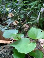 Image de Begonia fenicis Merr.