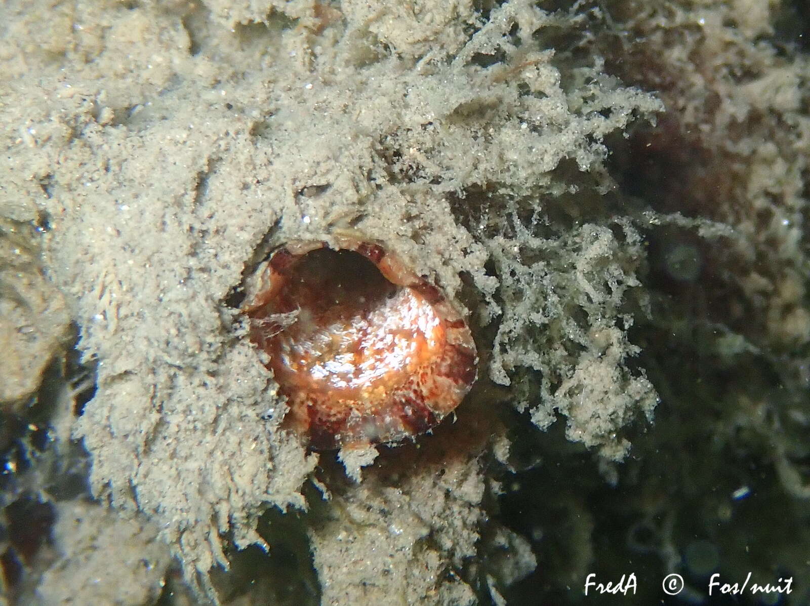 Image of Tunicate