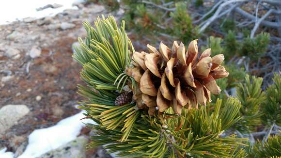 Image of Limber Pine