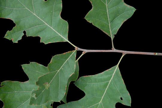 Image of Bear Oak