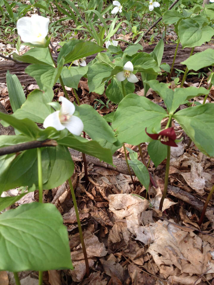 Imagem de Trillium flexipes Raf.