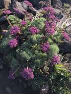 Imagem de Lomatium columbianum Mathias & Constance