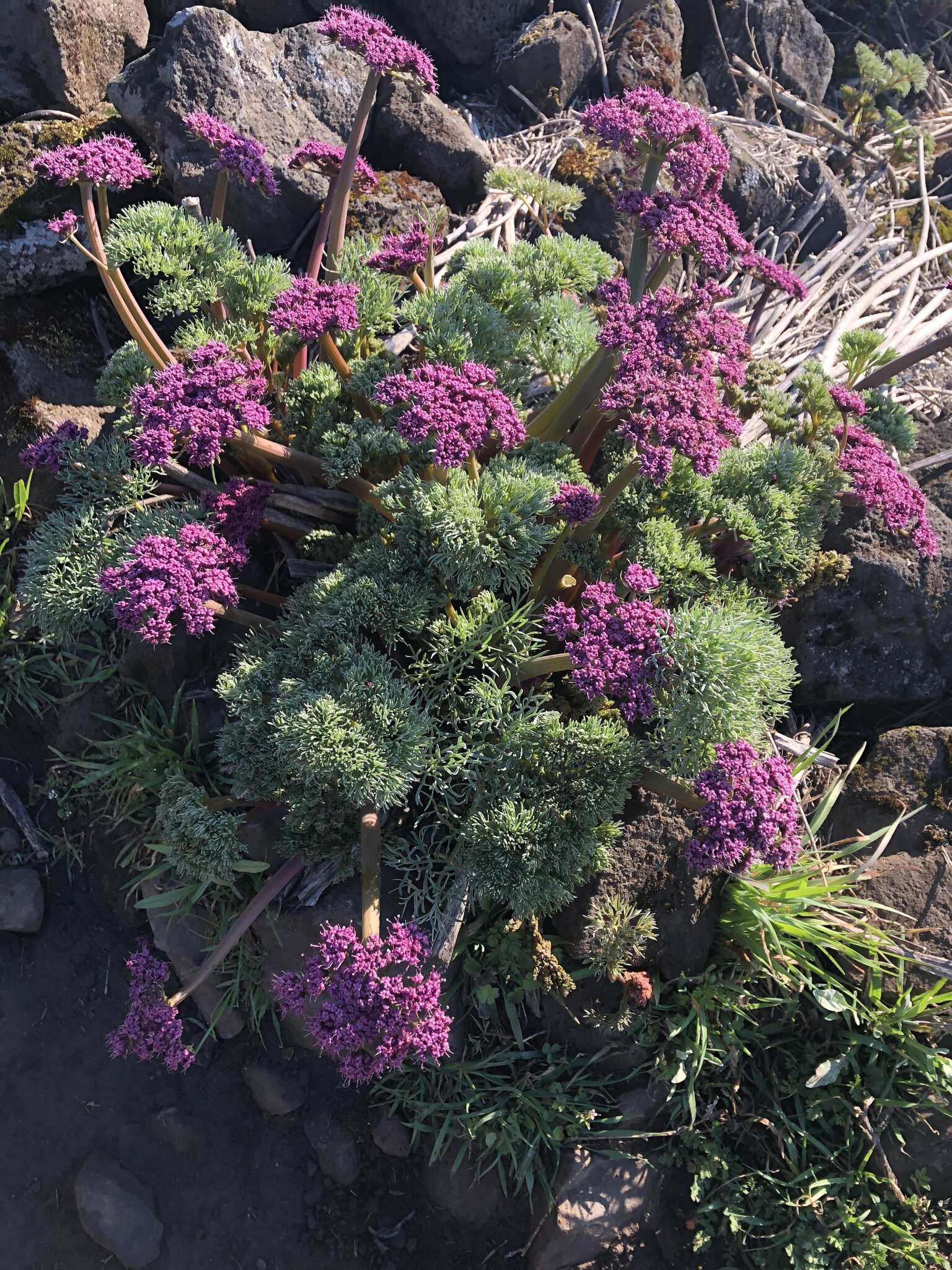 Imagem de Lomatium columbianum Mathias & Constance