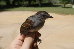 Image of Ash-throated Gnateater